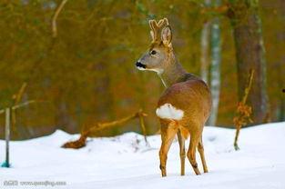 狍子先生爆料视频播放全集,背后惊人真相大曝光  第1张